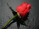 Красная роза на чёрном фоне