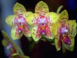 Три жёлтые орхидеи