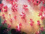  Цветок подводного мира