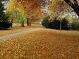  Осенний парк