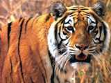 Бенгальский тигр.