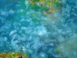 Медузы.Море в Сочи.Фото Александр Полунин.